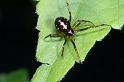 Steatoda_triangulosa_D2815_Z_81_Badhoevedorp_Nederland
