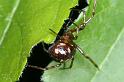 Steatoda_triangulosa_D2816_Z_81_Badhoevedorp_Nederland