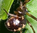 Steatoda_triangulosa_D2817_Z_85_Badhoevedorp_Nederland