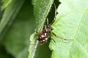 Steatoda_triangulosa_D2818_Z_84_Badhoevedorp_Nederland