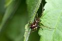 Steatoda_triangulosa_D2819_Z_84_Badhoevedorp_Nederland