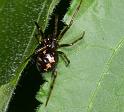 Steatoda_triangulosa_D2820_Z_82_Badhoevedorp_Nederland
