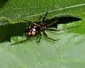 Steatoda_triangulosa_D2821_Z_86_Badhoevedorp_Nederland