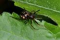 Steatoda_triangulosa_D2822_Z_85_Badhoevedorp_Nederland