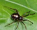 Steatoda_triangulosa_D2823_Z_86_Badhoevedorp_Nederland