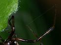 Steatoda_triangulosa_D2824_Z_87_Badhoevedorp_Nederland