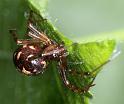 Steatoda_triangulosa_D2825_Z_82_Badhoevedorp_Nederland