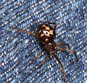 Steatoda_triangulosa_D2826_Z_85_Badhoevedorp_Nederland