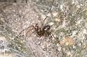 Steatoda_triangulosa_D2923_Z_83_Badhoevedorp_Nederland