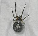 Steatoda_triangulosa_D3323_Z_85_-_Nederland