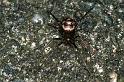 Steatoda_triangulosa_F0344_Z_85_Badhoevedorp_Nederland
