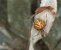 Theridion_ZZ179_F0594_Z_92_Carnavon_Australie