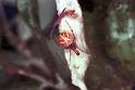 Theridion_ZZ179_F0595_Z_92_Carnavon_Australie