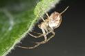 Theridion_ZZ604_D7663_Z_89_Oeverlanden_Nederland