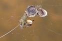 Theridion_ZZXYX_D2892_Z_88_Badhoevedorp_Nederland
