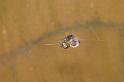 Theridion_ZZXYX_D2893_Z_85_Badhoevedorp_Nederland