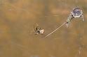 Theridion_ZZXYX_D2894_Z_85_Badhoevedorp_Nederland