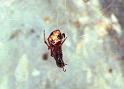 Theridion_ZZXYX_F1431_Z_81_Deurne_Frankrijk