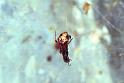 Theridion_ZZXYX_F1432_Z_79_Deurne_Frankrijk