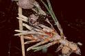 Theridion_pictum_P0129_Z_75_Veenendaal_Nederland
