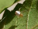 Theridion_pyramidale_D6277_Z_88_Brisbane_Australie
