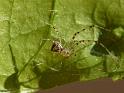 Theridion_pyramidale_D6301_Z_87_Brisbane_Australie
