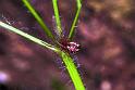 Theridion_sisyphium_F1430_Z_82_Deurne_Frankrijk