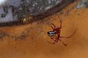Theridion_sisyphium_P0736_Z_90_Sixt-Fer-a-Cheval_Frankrijk