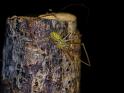 Thwaitesia_argentiopunctata_D6504_Z_83_Brisbane_Australie