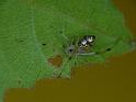 Thwaitesia_nigronodosa_D6286_Z_85_Brisbane_Australie