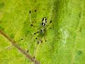 Thwaitesia_nigronodosa_D6665_Z_89_Brisbane_Australie