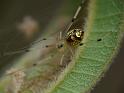 Thwaitesia_nigronodosa_D6680_Z_89_Brisbane_Australie