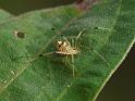 Thwaitesia_nigronodosa_D6682_Z_90_Brisbane_Australie