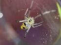 Thwaitesia_nigronodosa_D6851_Z_88_Brisbane_Australie