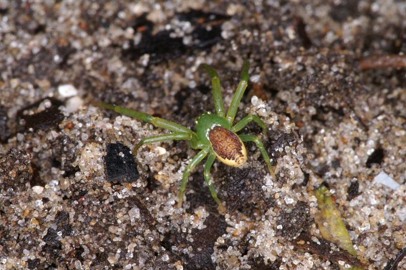 Diaea_dorsata_D4029_Z_88_Waterleidingduinen_Nederland.jpg