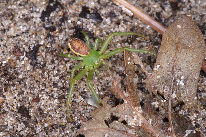 Diaea_dorsata_D4032_Z_91_Waterleidingduinen_Nederland.jpg