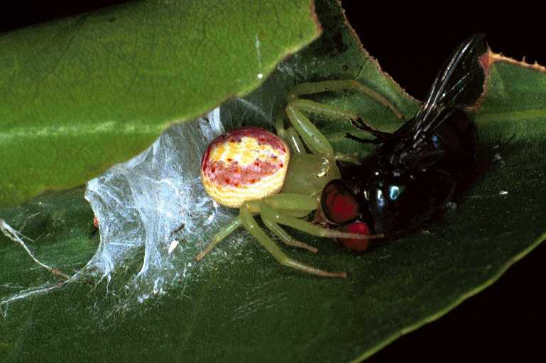 Diaea_evanida_F0694_Z_80_Giru_Australie.jpg