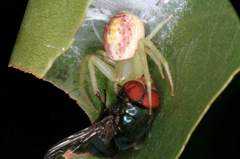 Diaea_evanida_RF0365_O_85_Giru_Australie.jpg