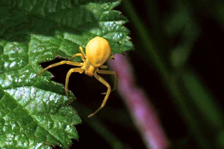 Misumena_vatia_F0031_Z_75_-_Frankrijk.jpg