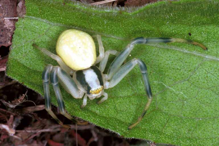 Misumena_vatia_F1233_O_87_Laprade_Frankrijk.jpg