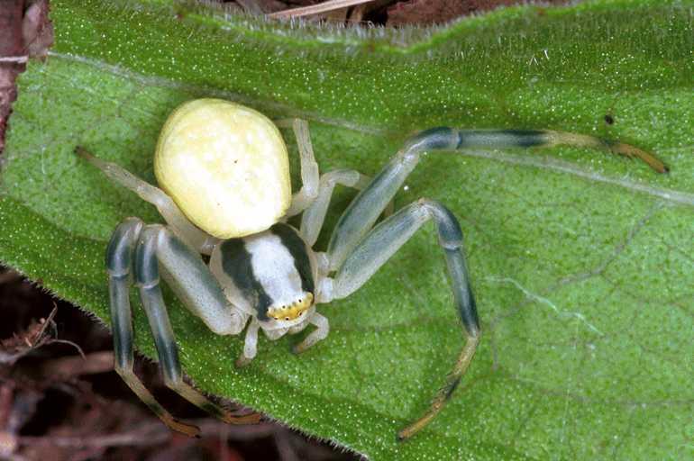 Misumena_vatia_F1234_O_87_Laprade_Frankrijk.jpg