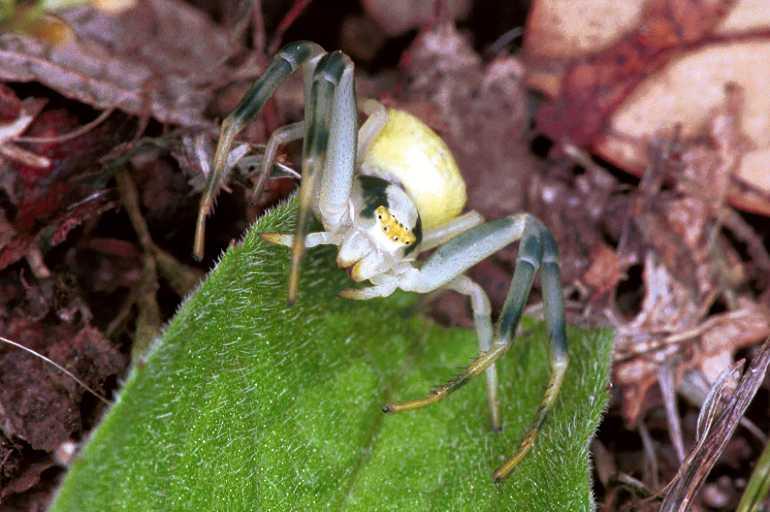 Misumena_vatia_F1235_O_87_Laprade_Frankrijk.jpg