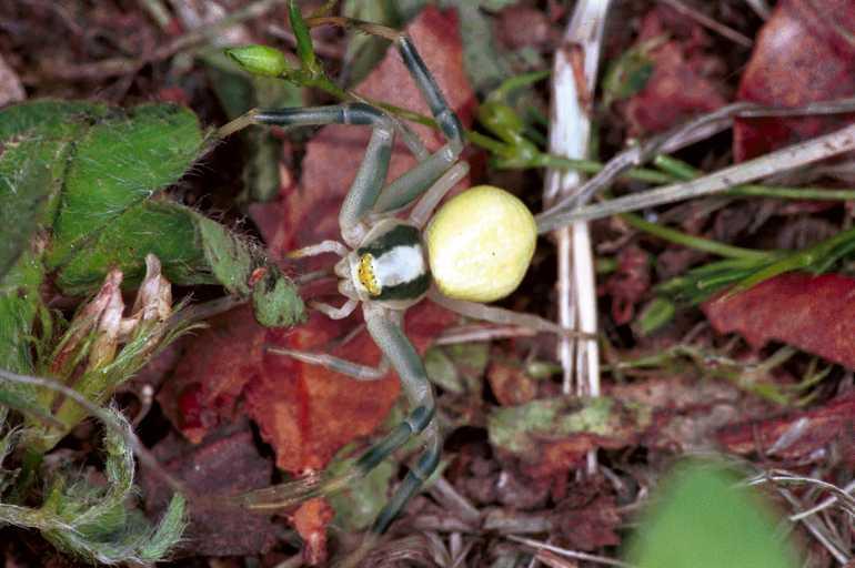 Misumena_vatia_F1236_O_84_Laprade_Frankrijk.jpg