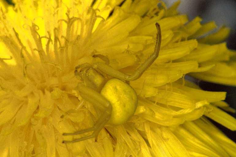 Misumena_vatia_P0566_Z_84_Sixt-Fer-a-Cheval_Frankrijk.jpg