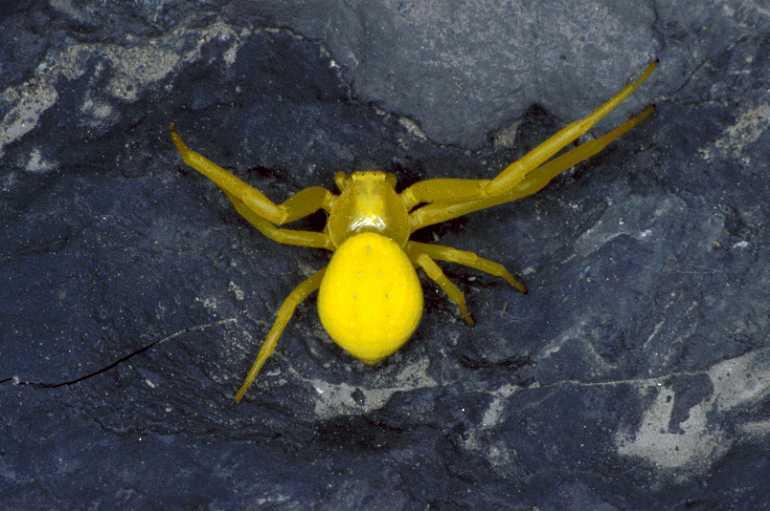 Misumena_vatia_P0571_Z_87_-_Frankrijk.jpg