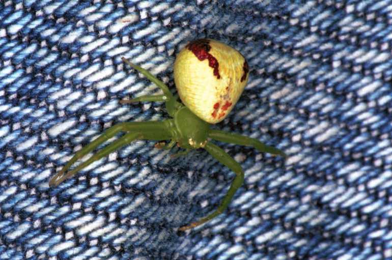 Misumenops_tricuspidatus_F1337_Z_84_Brousses-et-Villaret_Frankrijk.jpg