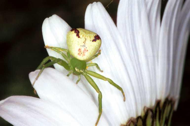 Misumenops_tricuspidatus_F1339_Z_80_Brousses-et-Villaret_Frankrijk.jpg