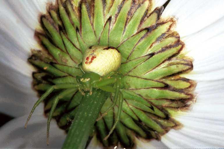 Misumenops_tricuspidatus_F1340_Z_82_Brousses-et-Villaret_Frankrijk.jpg