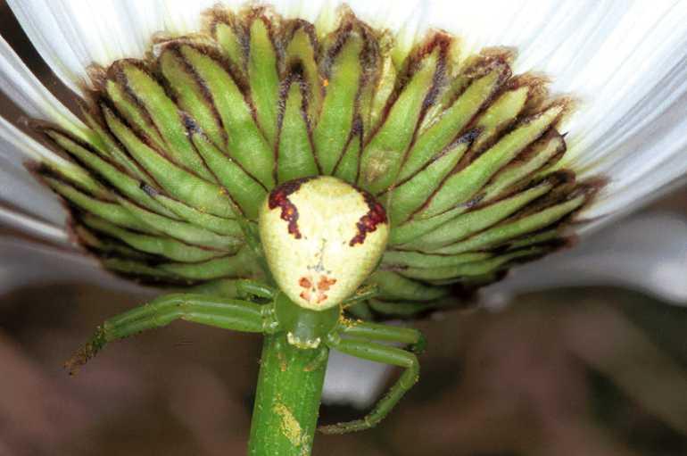 Misumenops_tricuspidatus_F1341_Z_82_Brousses-et-Villaret_Frankrijk.jpg