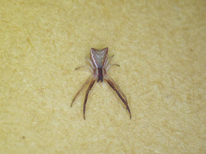 Sidymella_trapezia_D6323_Z_90_Brisbane_Australie.jpg